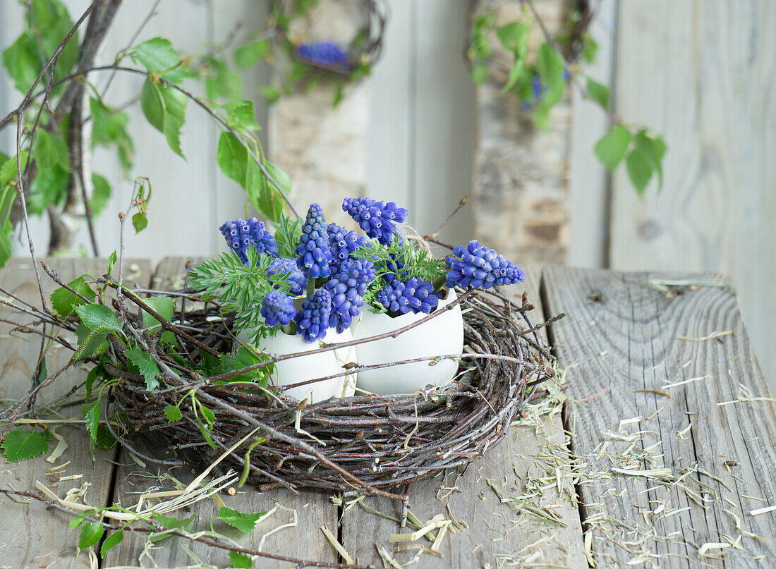 Eierschalen gefüllt mit Traubenhyazinthen (Muscari) im Osternest aus Birkenzweigen