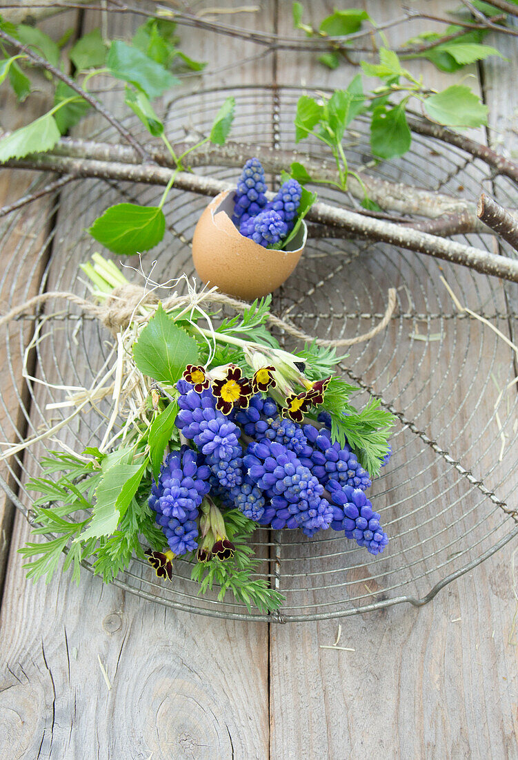 Egg shell filled with grape hyacinths (Muscari) and bouquet with primrose (Primula) and grape hyacinths on cooling rack