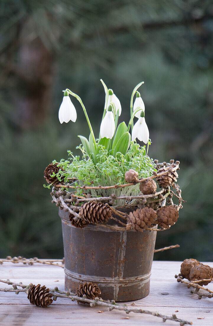 Snowdrops (Galanthus) with cress in a pot and a wreath of larch twigs