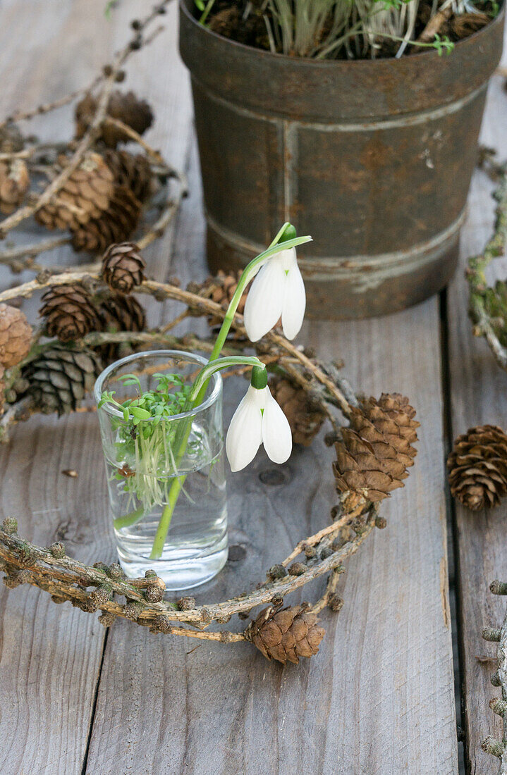 Schneeglöckchen (Galanthus) mit Kresse in Vase und Kränzchen aus Lärchenzweigen