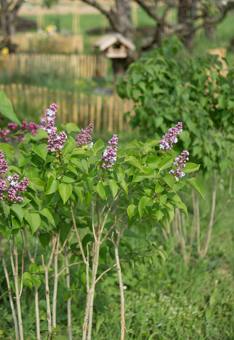Blühender Flieder (Syringa) im Garten