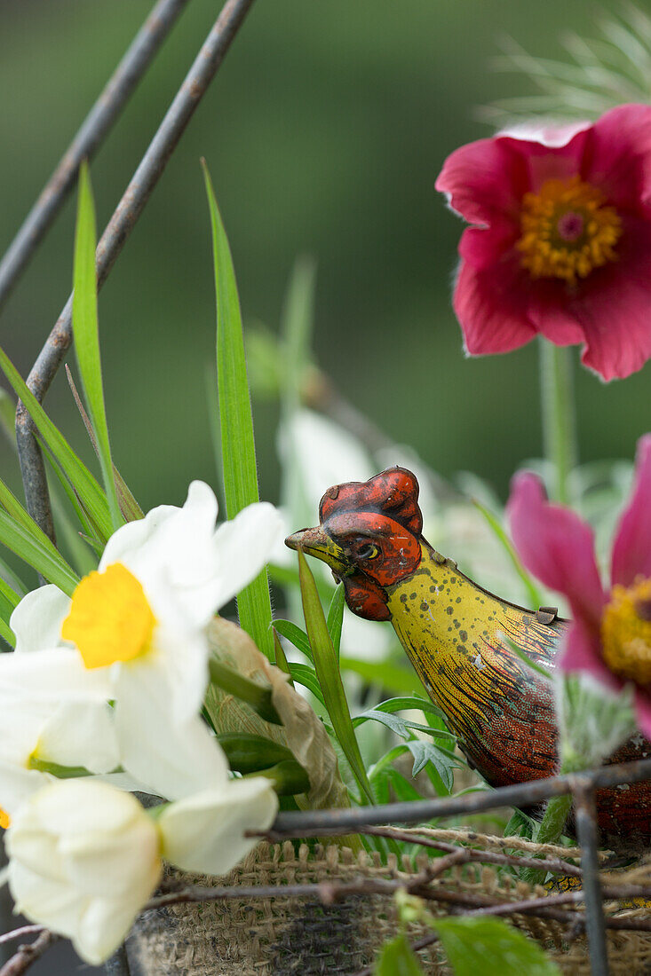 Frühlingsblumen, Küchenschelle (Pulsatilla) und Narzissen (Narcissus) im Jutesack und Hahnfigur
