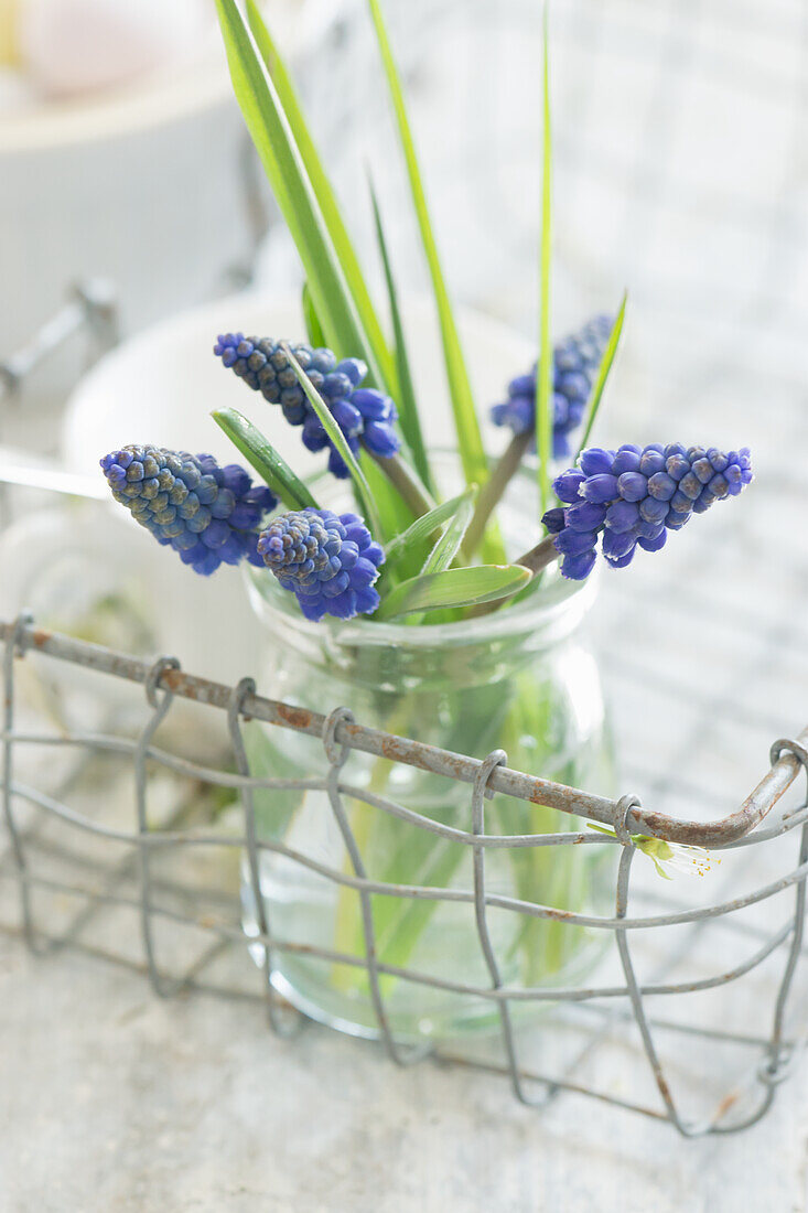 Weckglas mit Traubenhyazinthen (Muscari) im Drahtkorb