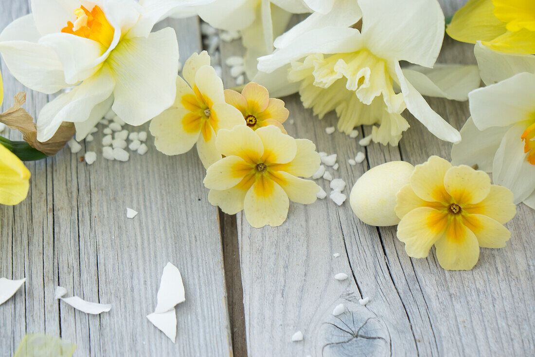 Frühlingsprimeln (Primula), Narzissen (Narcissus) und Hagelzucker auf Holzuntergrund