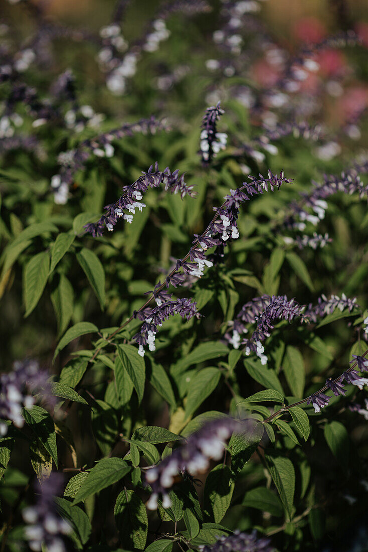 Sage (Salvia) in the sunny garden in autumn