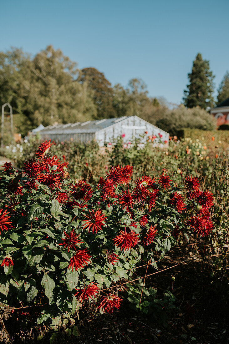 Dahlias (Dahlia) in the autumn garden in front of the greenhouse