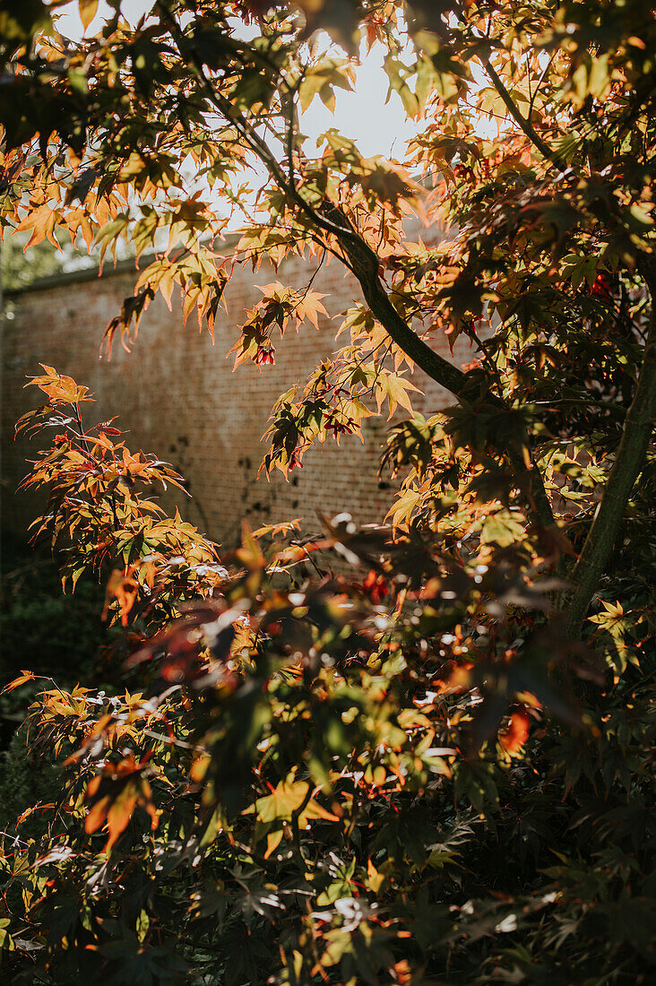 Ahornbaum mit leuchtendem Herbstlaub vor Backsteinmauer