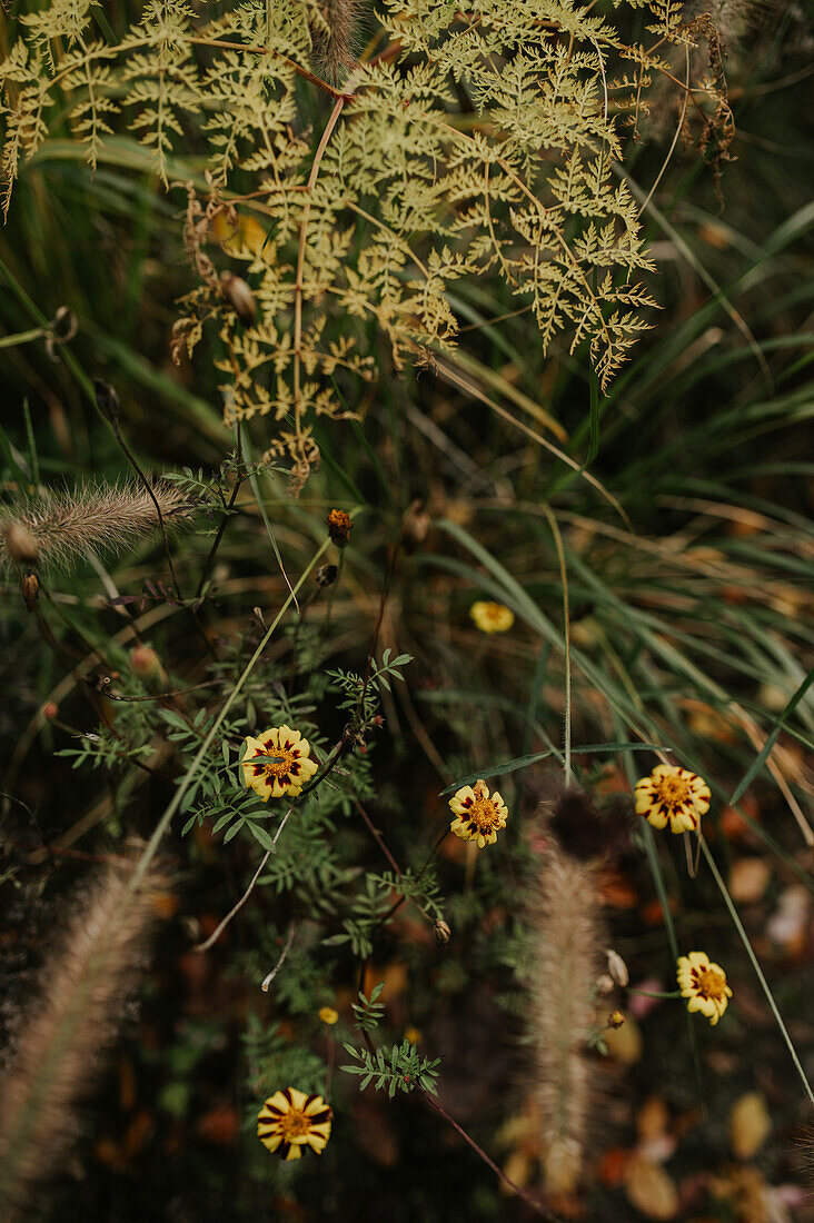 Gelbe Tagetes in einem wild bepflanzten Gartenbereich