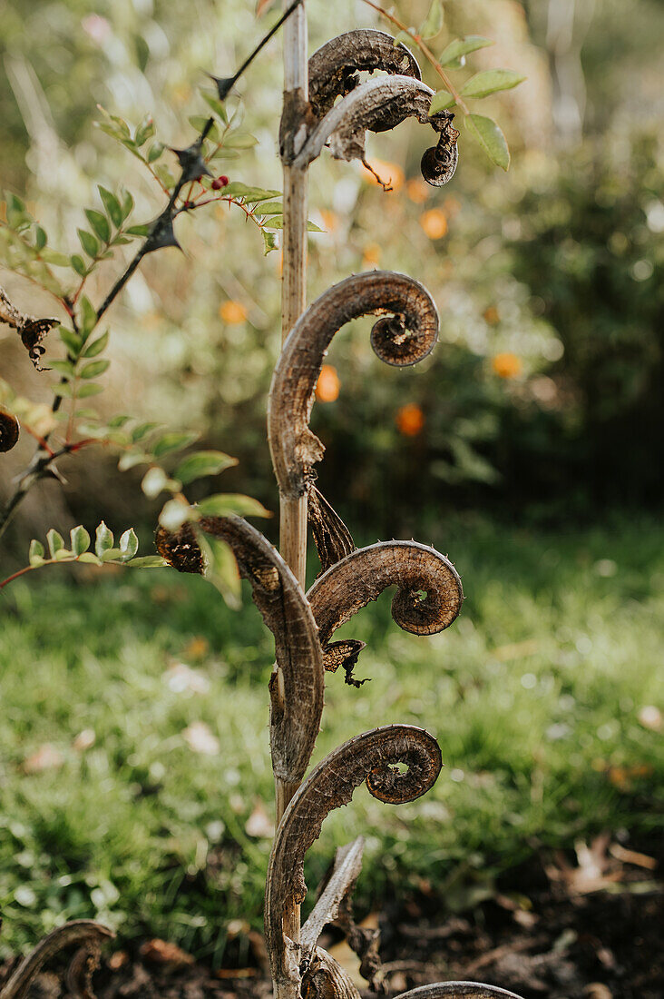 Farntrieb im Garten