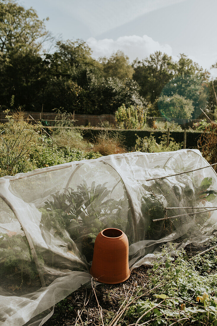 Vegetable garden with protective net and terracotta cone in autumn