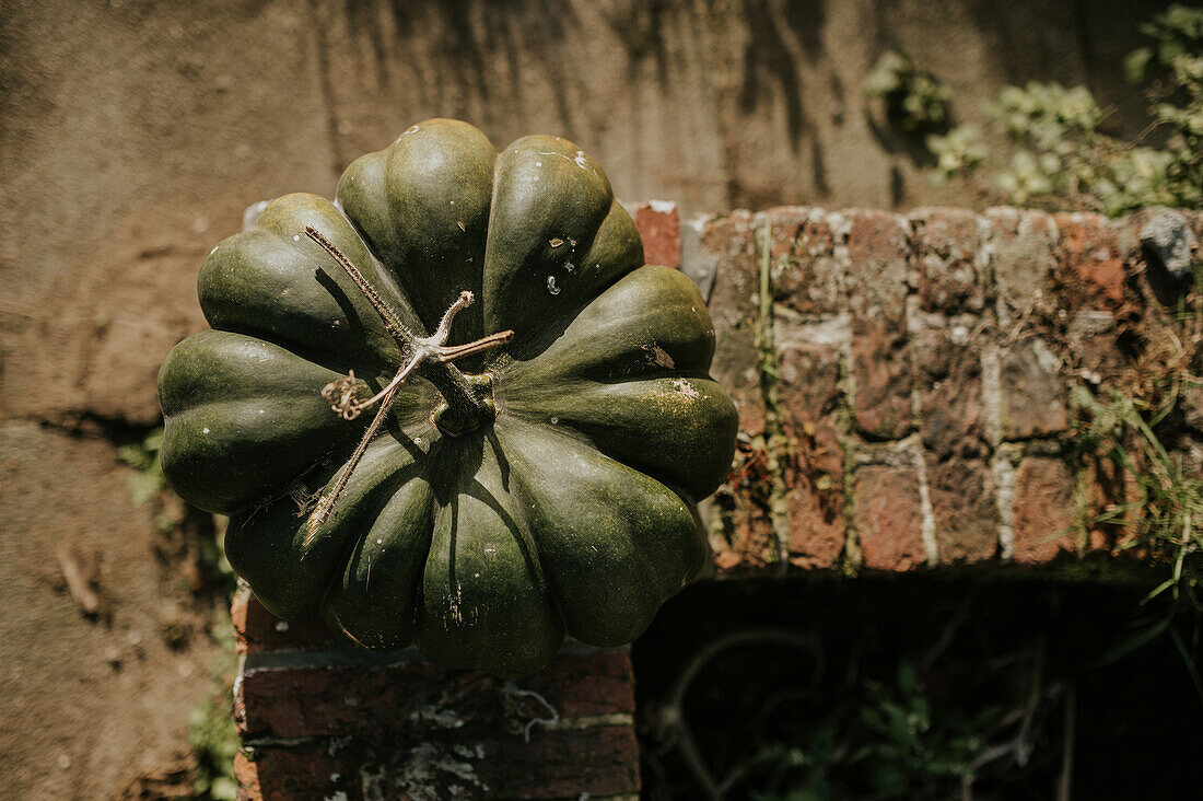 Green pumpkin on an old brick plinth in the garden