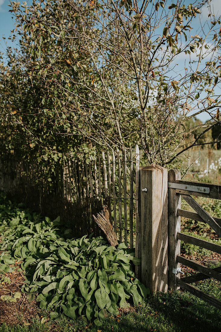 Wooden gate and picket fence at a sunny garden entrance