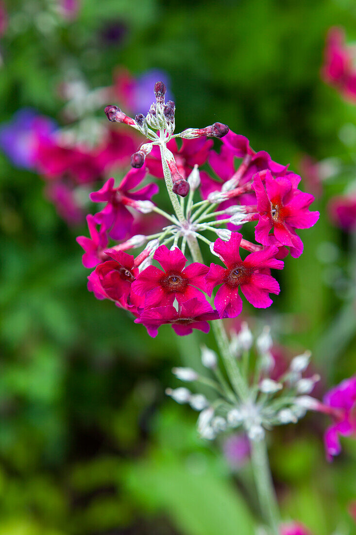 Rote Etagen-Primel (Primula japonica) im sommerlichen Garten