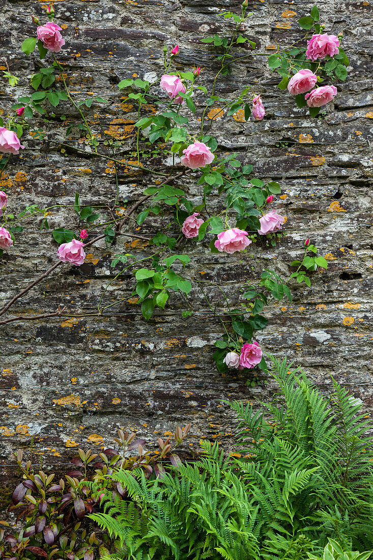 Climbing rose (Rosa) on an old stone wall with ferns in the foreground