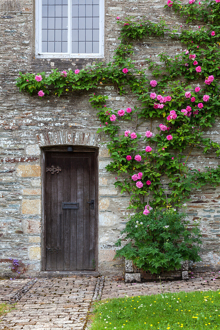 Climbing roses (Rosa) on an old stone wall with wooden door