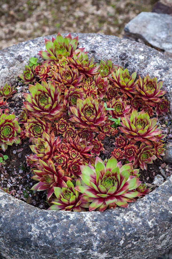 Sukkulenten (Sempervivum) in einem Steintrog im Garten