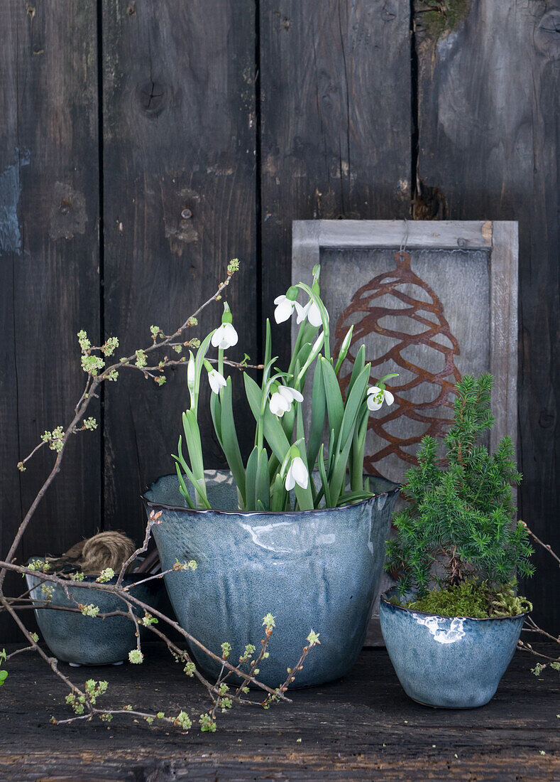 Snowdrops (Galanthus) and cypress in bowls, branches of cornelian cherries (Cornus mas) and image of a metal pinecone