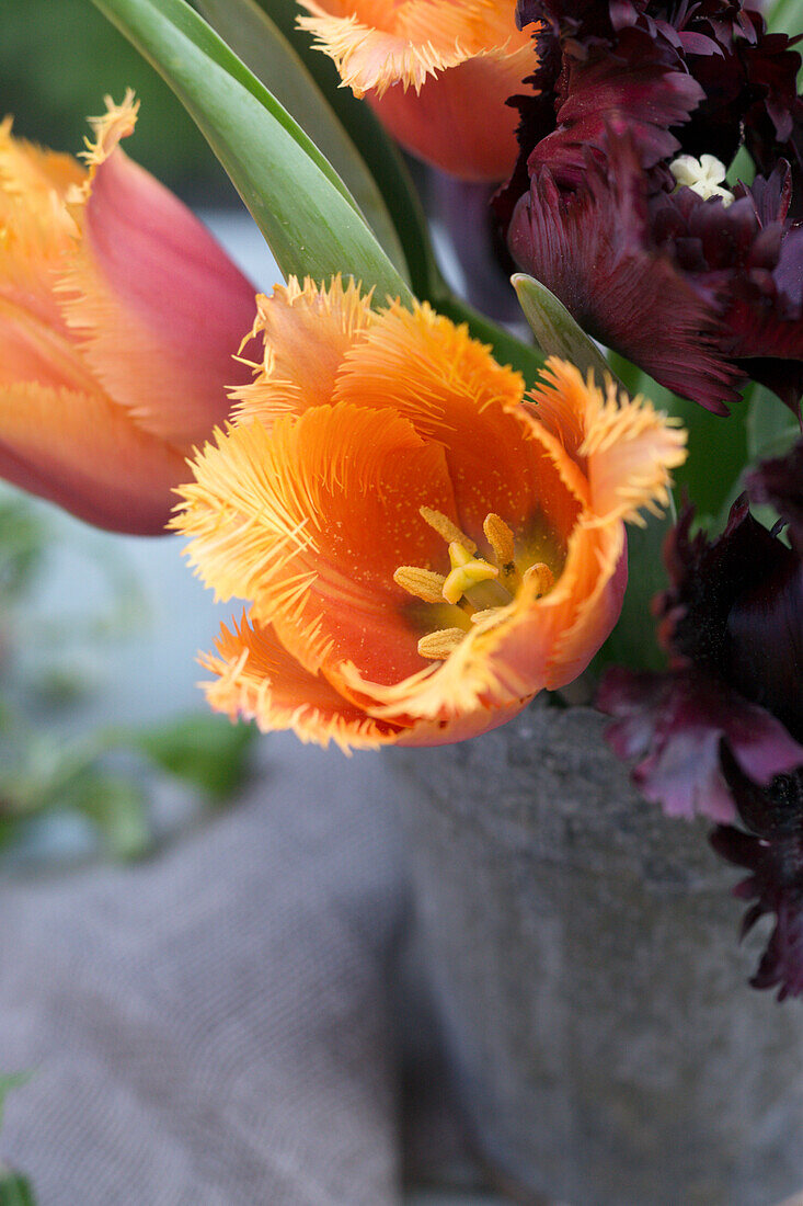 Gefranste Tulpen (Tulipa) im Blumenstrauß
