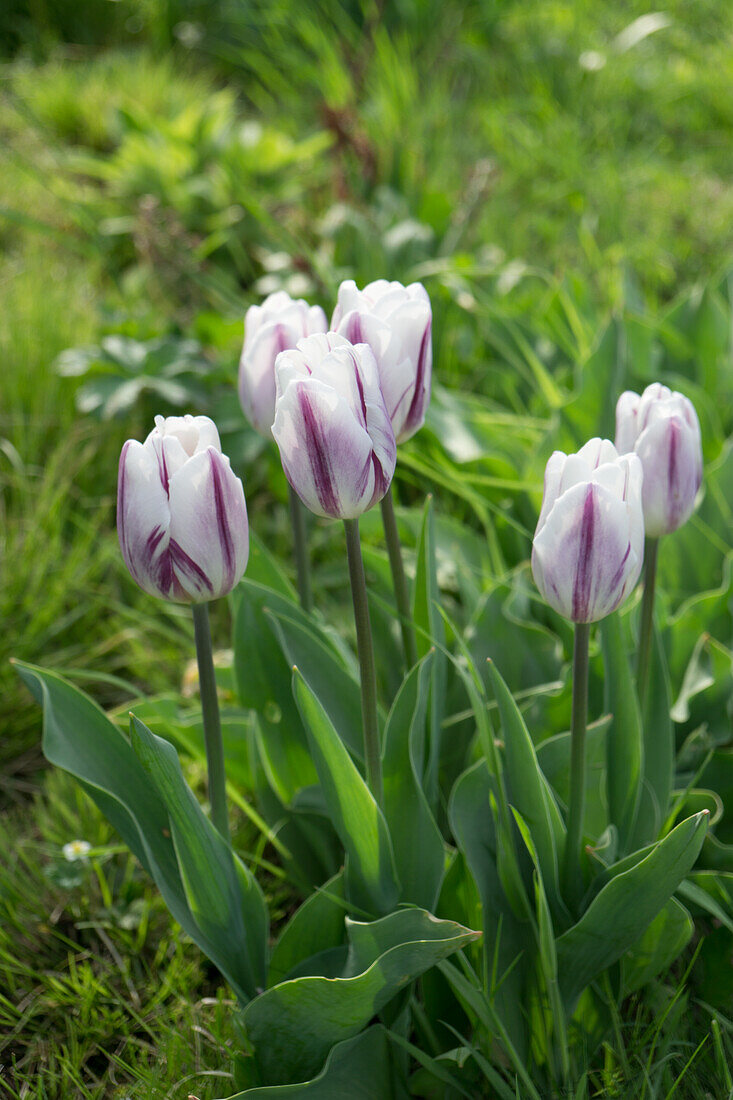 Tulips in the garden (Tulipa)