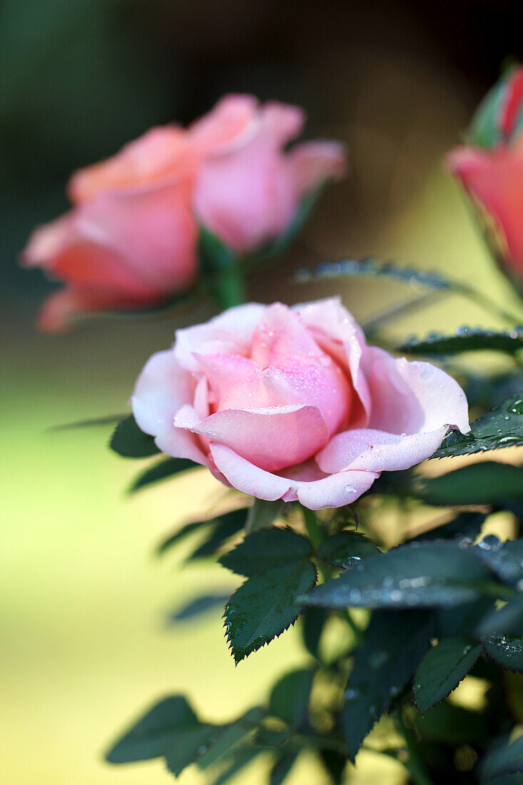 Rosafarbene Blüten an Rosenstrauch (Rosa) mit Tautropfen