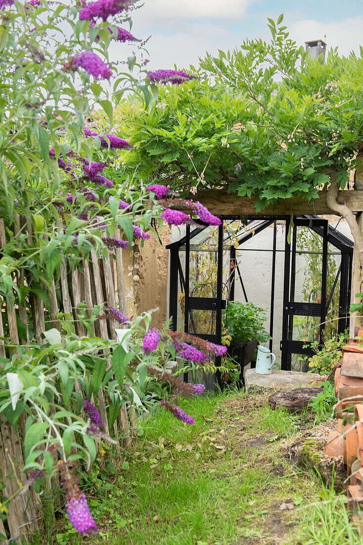 Arbour with flowering lilac bushes (Syringa) in the summer garden