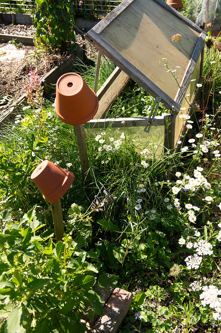 Hochbeet und Tontöpfe umringt von Gänseblümchen im sonnigen Garten