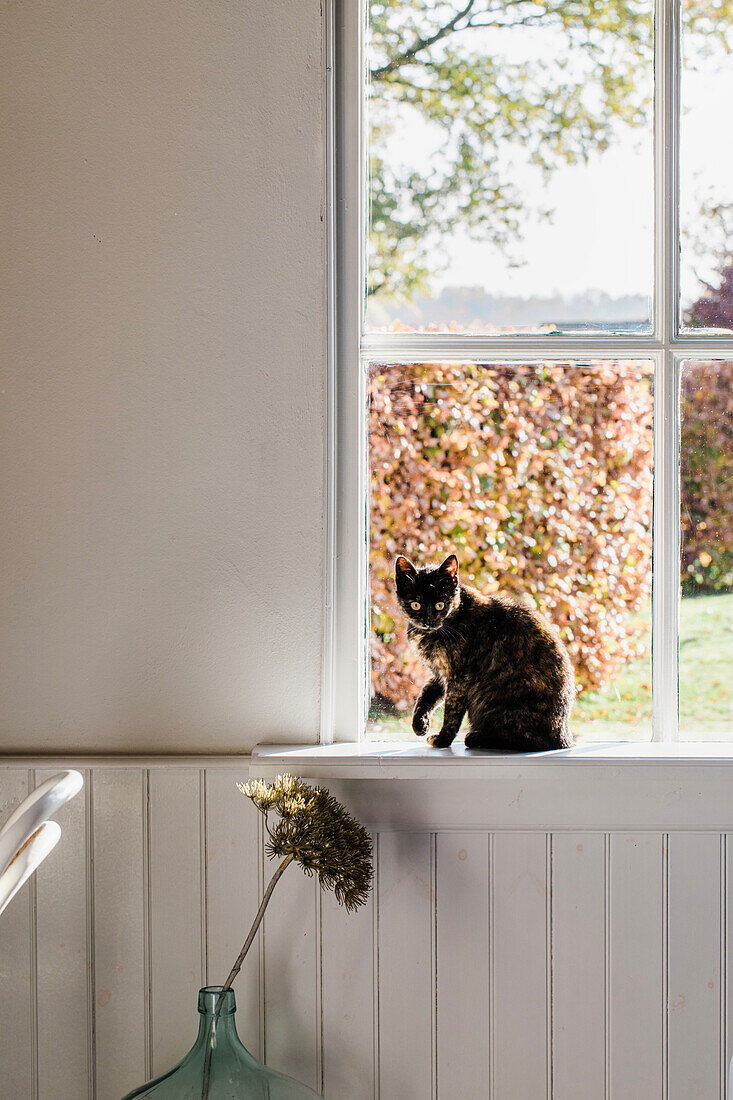 Katze sitzt auf breitem Fensterbrett, Blick durch Fenster zeigt Herbststimmung draußen