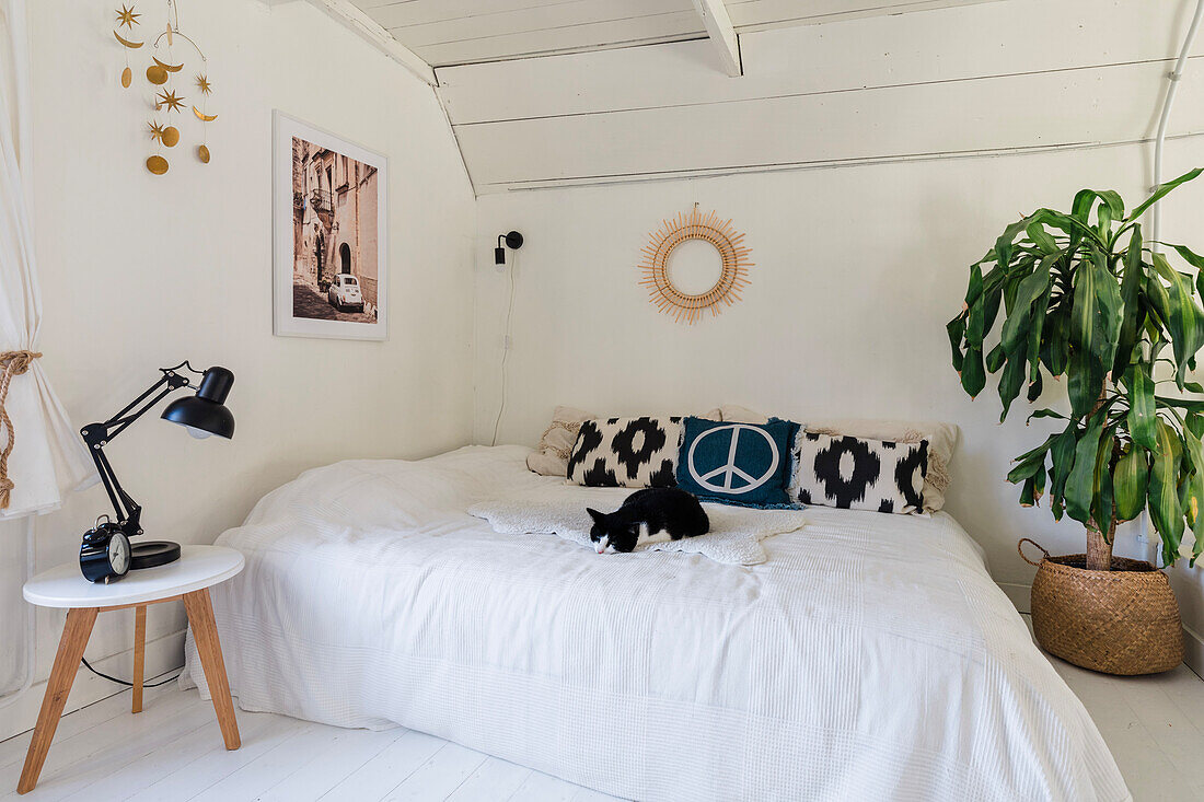 White bedroom with cat on large bed and houseplant