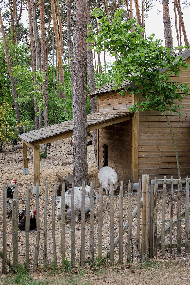 Kleiner Stall mit Schweinen und Hühnern im Waldgarten