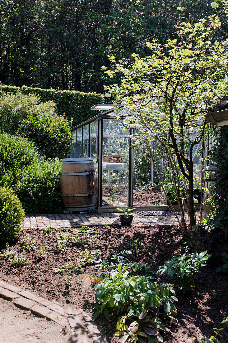 Gewächshaus mit Holzbottich und Gartenpflanzen in sonnigem Garten