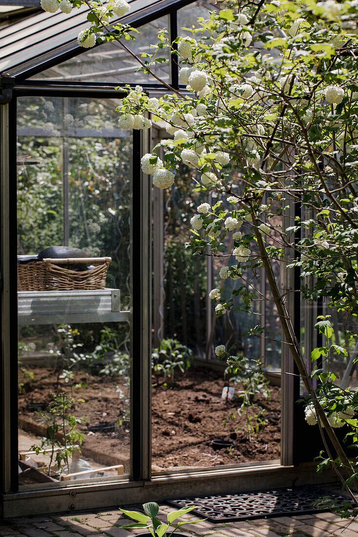 View into a greenhouse with white flowering snowball bush (Viburnum) in the foreground