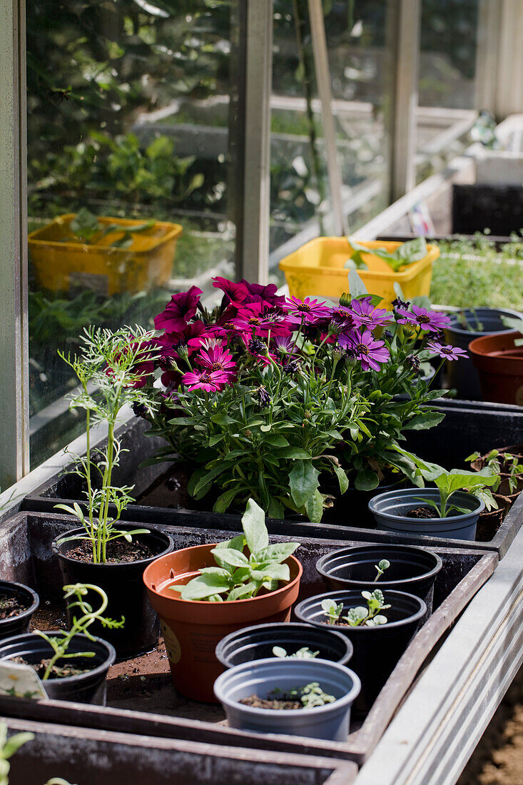 Flowering potted plants in a greenhouse on a bench