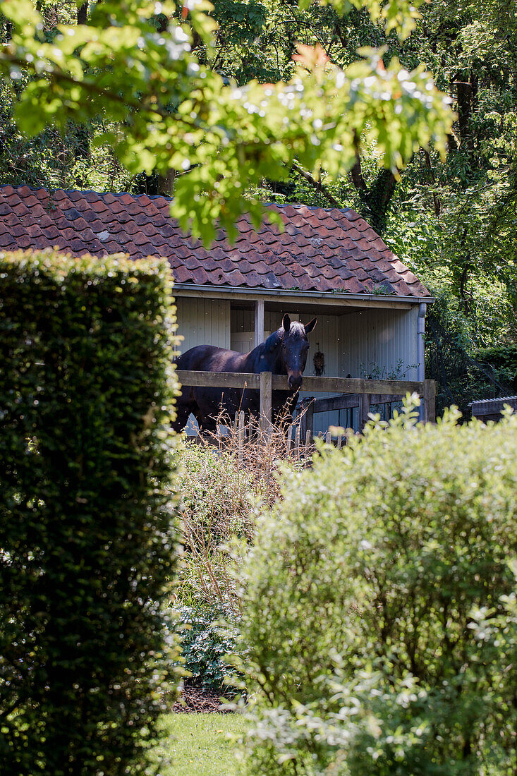 Garden with trimmed hedges and horse stable in the background