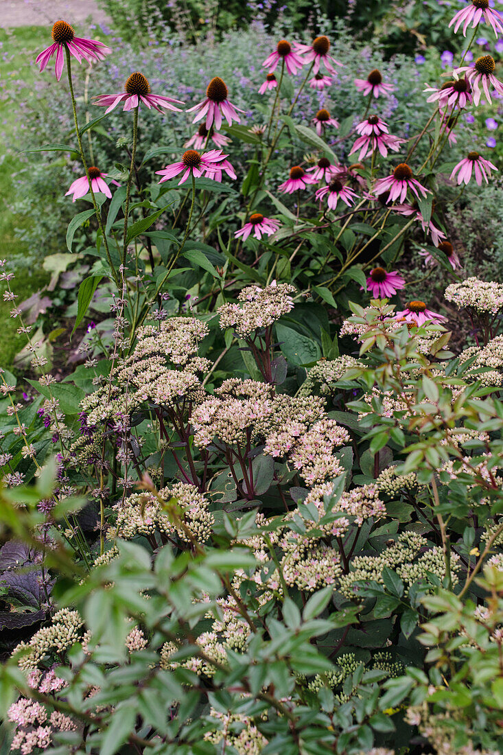 Red coneflower (Echinacea purpurea) in the summer garden