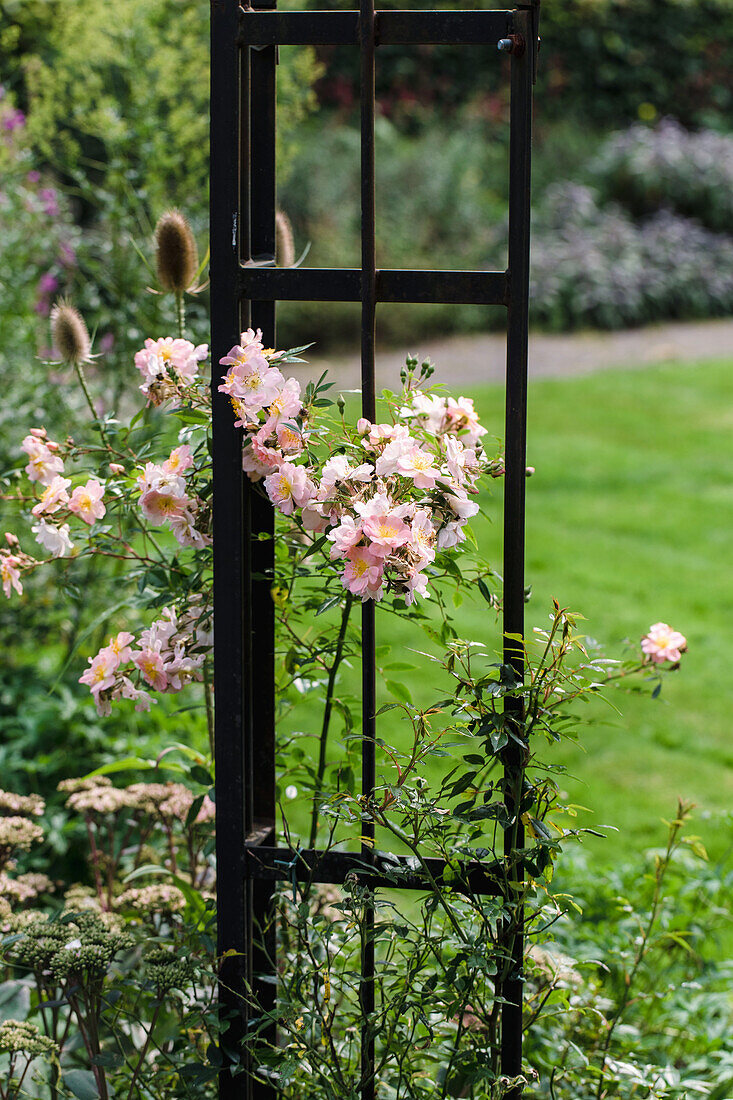 Blühende Kletterrosen (Rosa) auf Metallspalier im Garten im Sommer