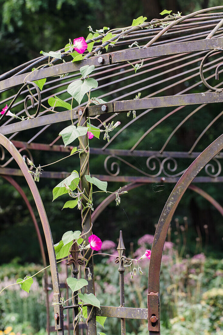 Ranken der Prunkwinde (Ipomoea) an einem metallischen Gartenpavillon