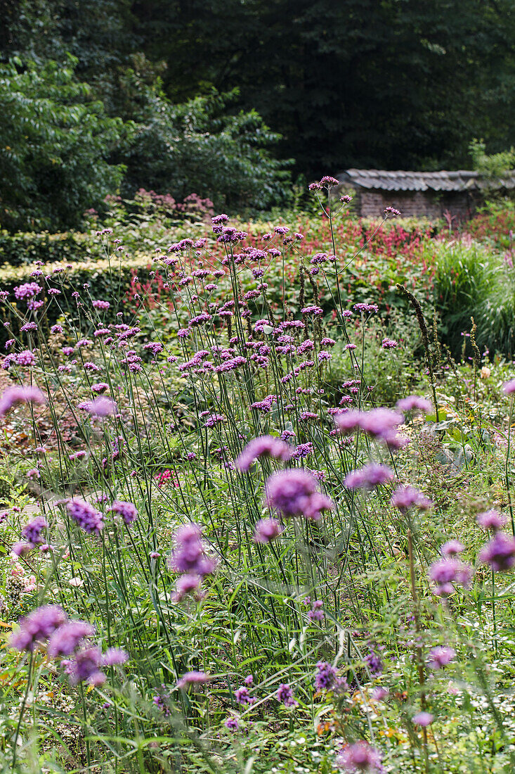 Purpurroter Eisenkraut (Verbena bonariensis) im Sommergarten vor dichter Hecke