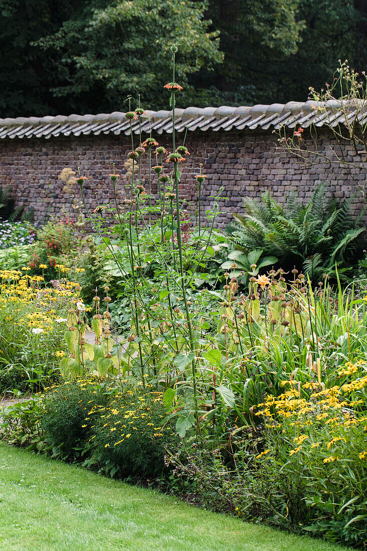 Blumenbeet mit gelben Blüten und Ziegelmauer im Hintergrund im Sommergarten