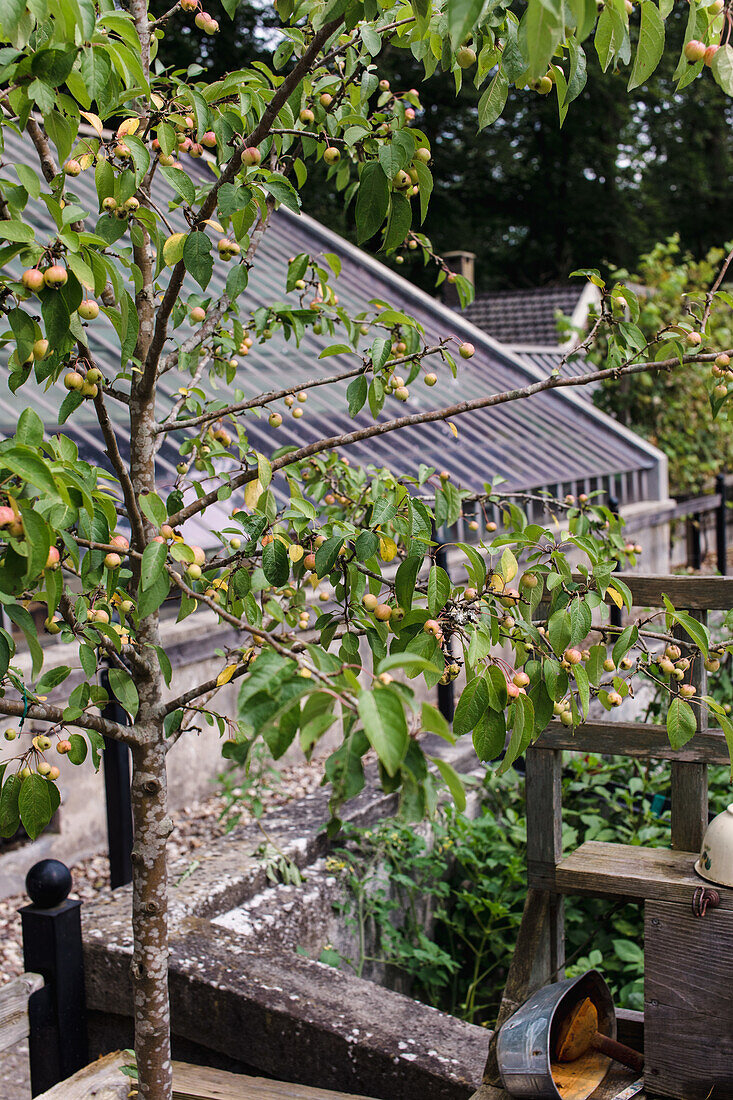 Pflaumenbaum (Prunus domestica) mit reifenden Früchten im Garten neben Gewächshaus