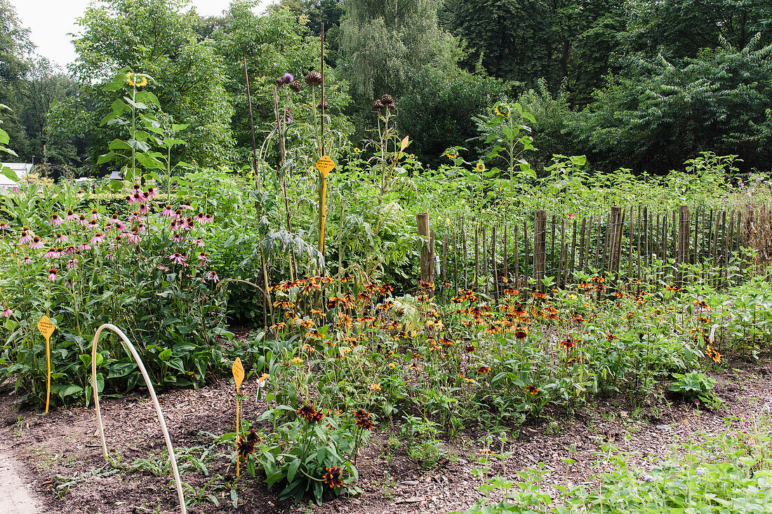 Blühende Sommerstauden im naturnahen Garten mit Holzzaun und beschilderten Pflanzen