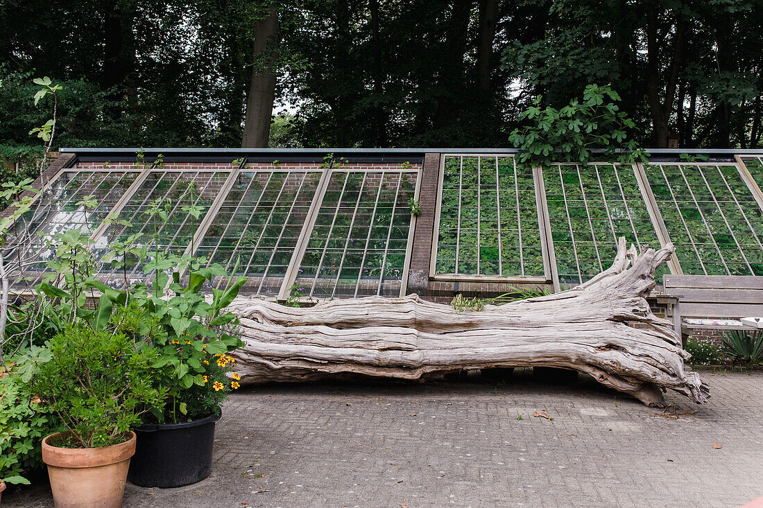 Fallen tree trunk and potted plants in front of a greenhouse in the garden