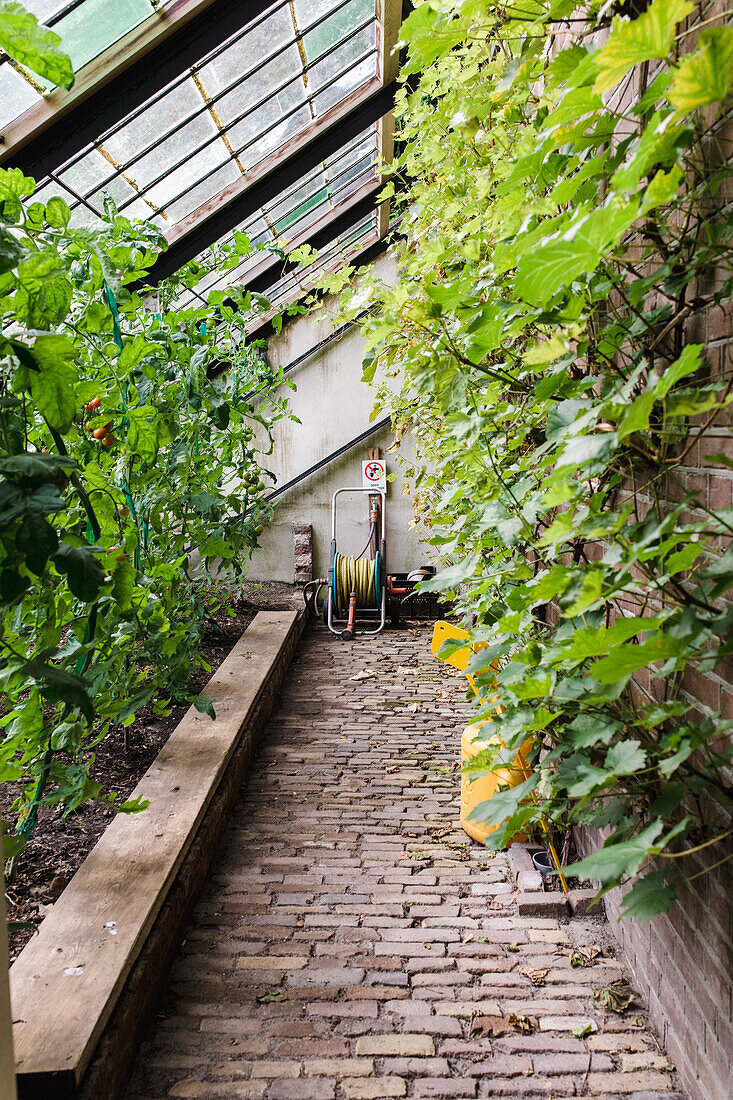 Brick path in a greenhouse with green climbing plants