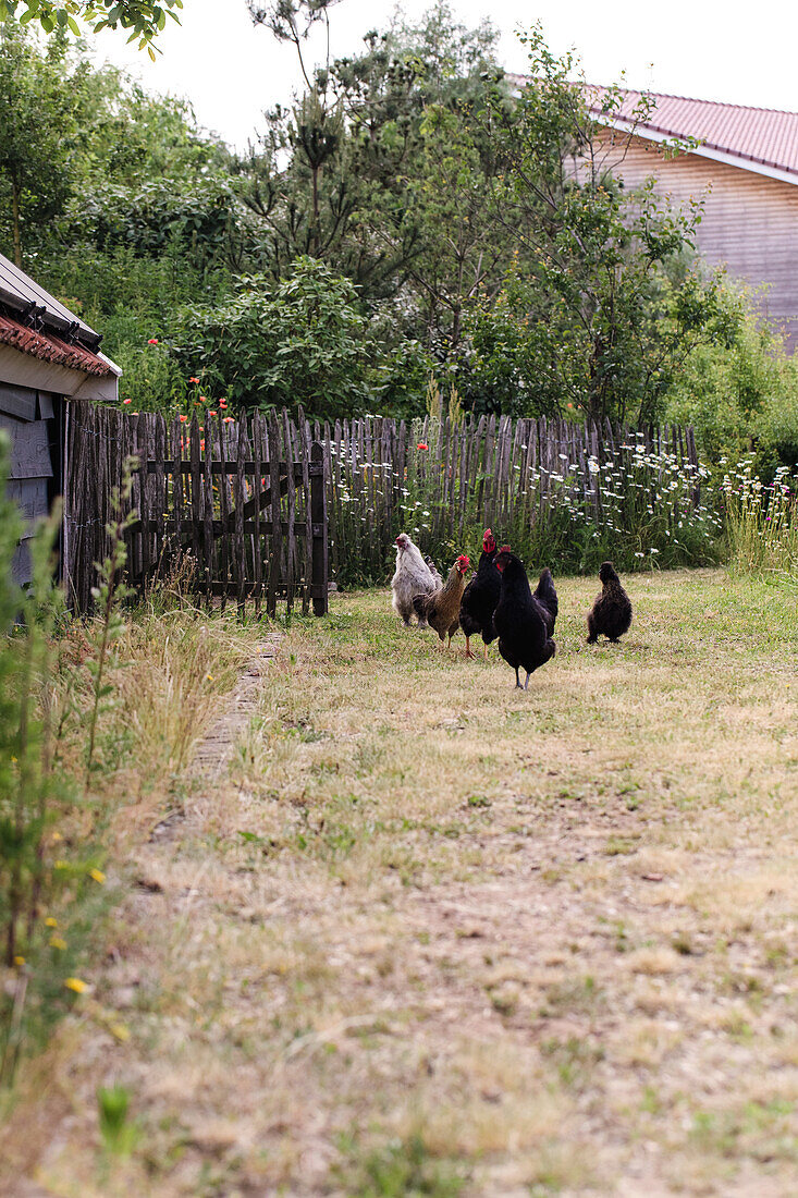 Chickens on rural path next to wooden fence in garden