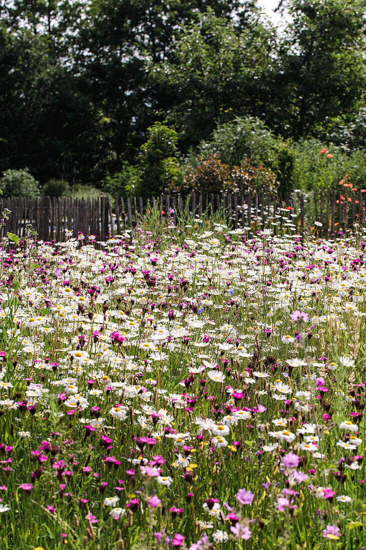 Meadow with wildflowers and wooden fence in the background