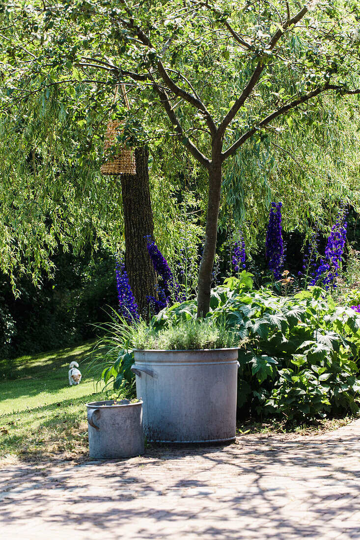 Natural garden with willow tree, plants in zinc tubs and delphinium in summer