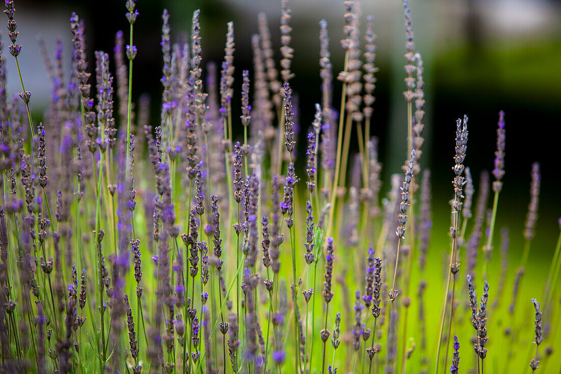 Blühender Lavendel (Lavandula) in Wiese