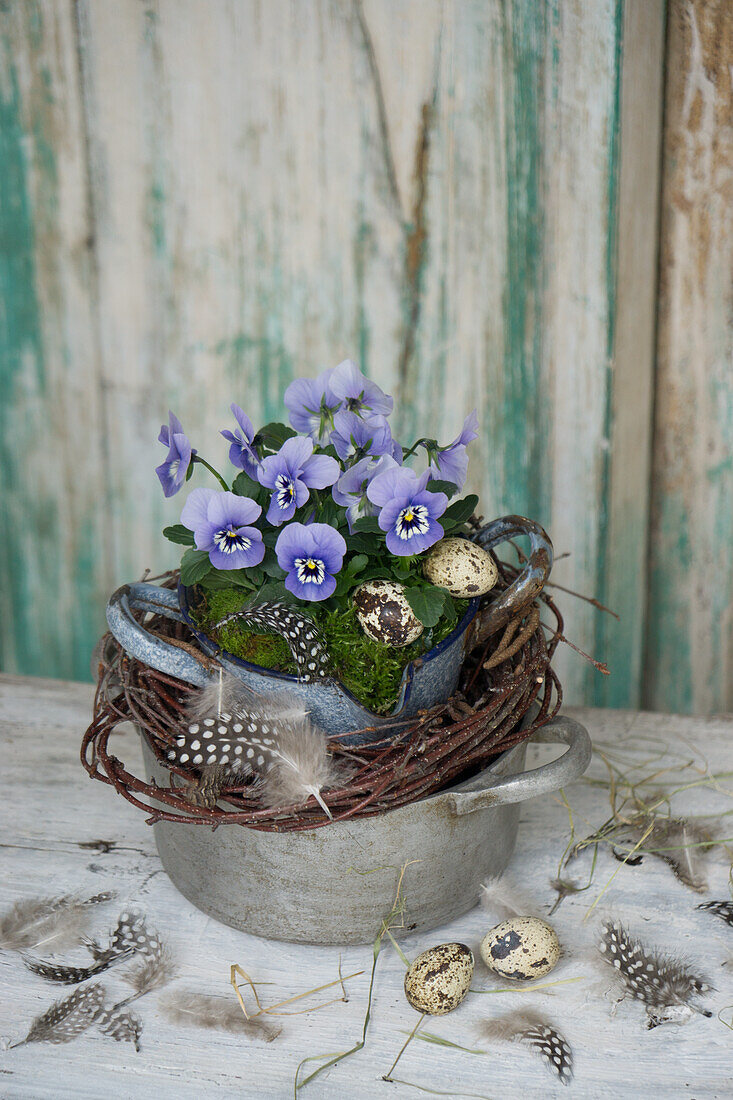 Horned violets in old enamel pot and tin pot with birch wreath, quail eggs and feather