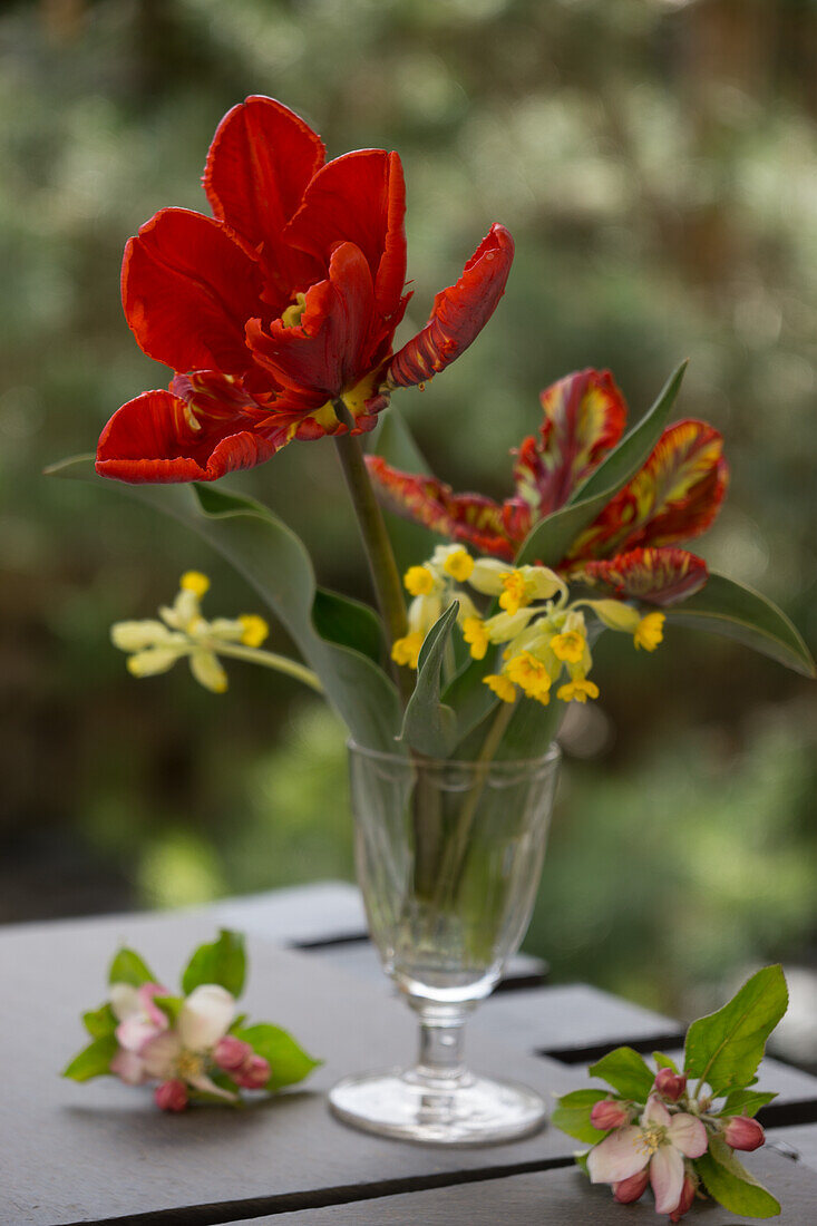 Rote Papageientulpen (Tulipa) und Schlüsselblumen (Primula veris) in Weinglas