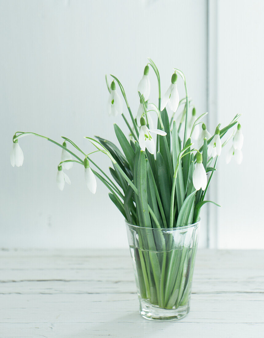 Bouquet of snowdrops (Galanthus) in a glass of water