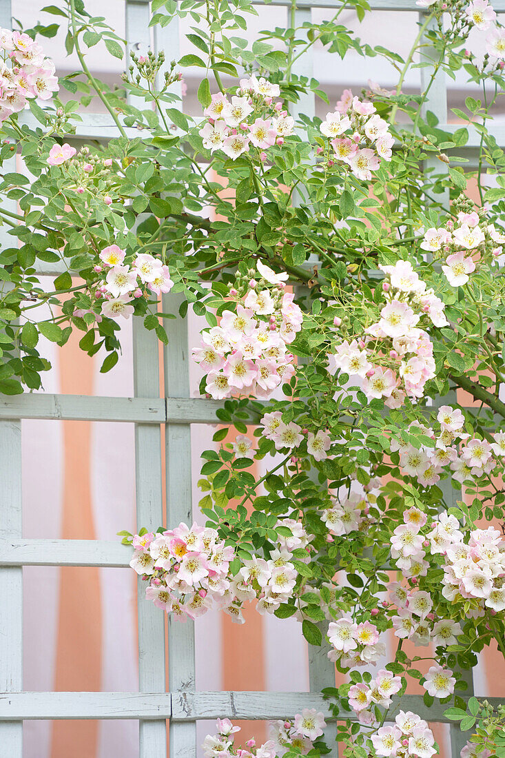 White trellis with flowering climbing roses in the garden